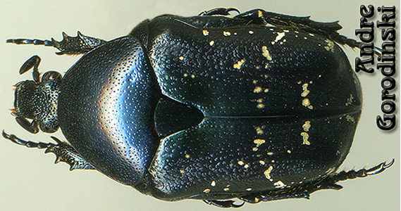 http://www.gorodinski.ru/cetoniidae/Netocia kulabensis.jpg